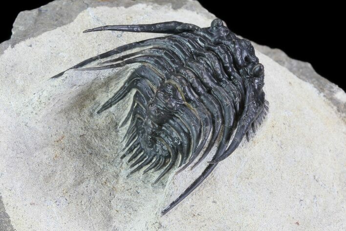 Spiny Leonaspis Trilobite - Large Specimen #72711